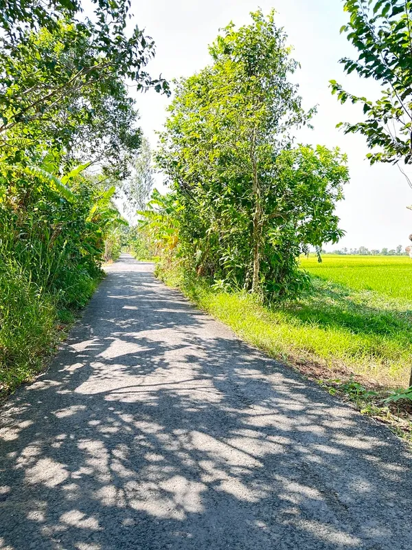 Bán 7400m2 đất Lúa Huyện Lộ 90, Châu Thành Sóc Trăng