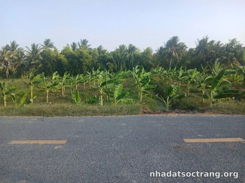 Bán đất huyện lộ 87- 1150m² ngang 20.5m giá 922 triệu tại Xã Kế Sách